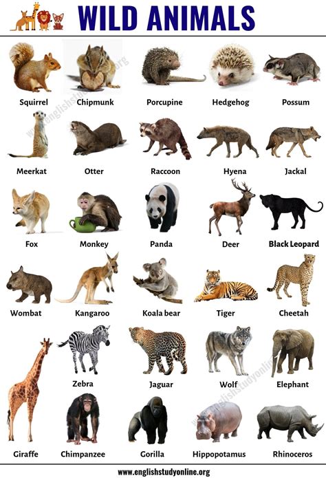different kinds of fish|Wild Animals: List of 140+ Wild Animals Names in English.